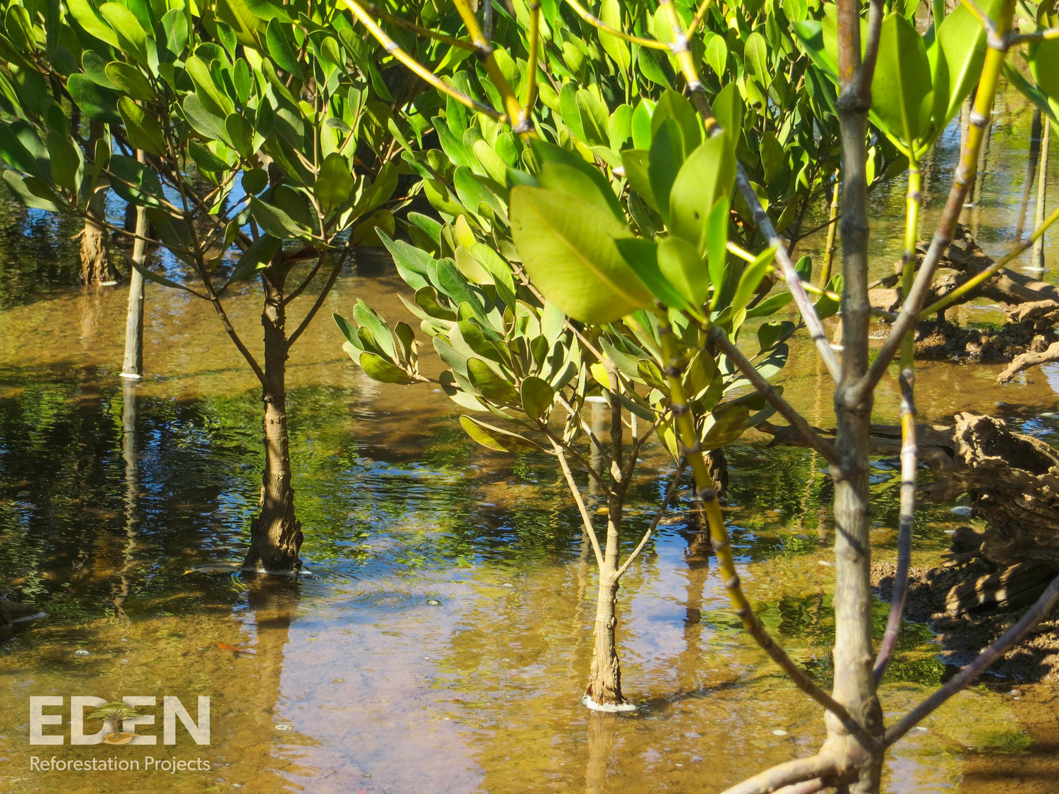 Mangrove Trees Madagascar