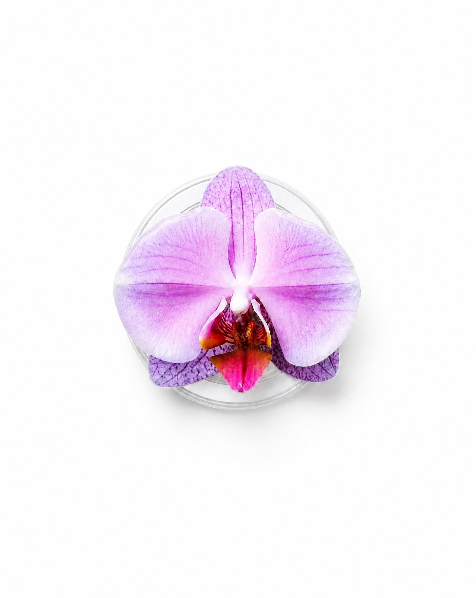 Lilac Orchid Magnetic Phone Grip